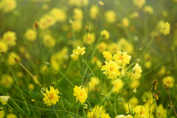 Yellow flower blossoms blooming in natural environment on a sunn - Photo, Image