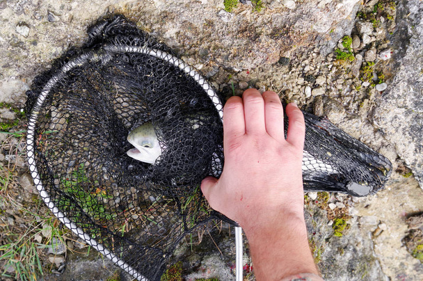 Fish in net - Photo, Image