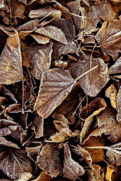 Blätter im Eis - Foto, Bild