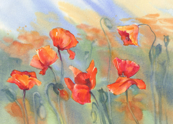 poppy field watercolor - 写真・画像