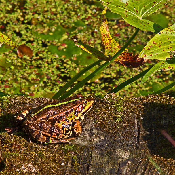 Bruine kikker - Foto, afbeelding