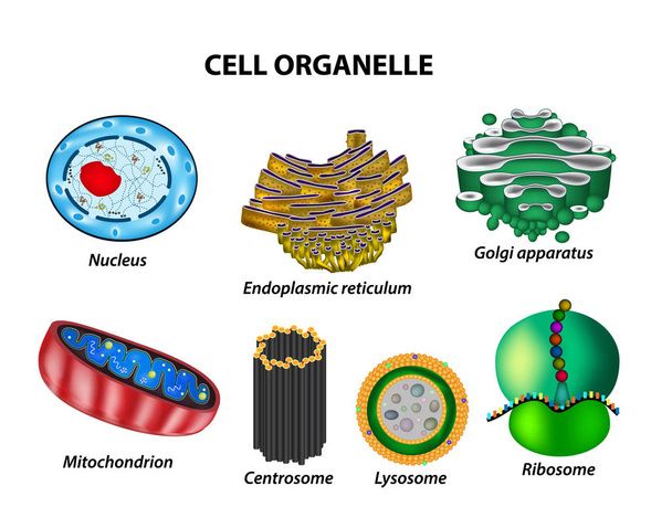 Aseta solun organellit. Nukleus, endoplasminen retikulaatti, Golgin laite, mitokondrio, sentrosomi, lysosomi, ribosomi. Infografiikkaa. Vektorin kuva eristetyllä taustalla
 - Vektori, kuva