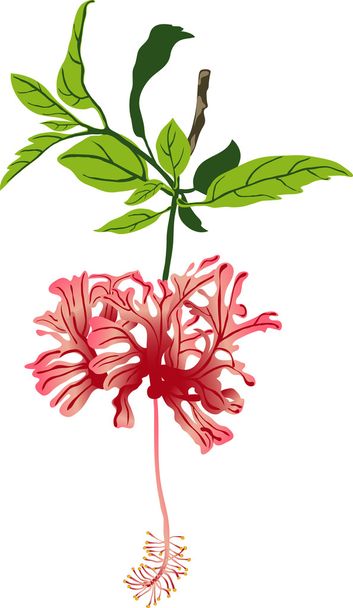 Hermosa flor de doble floración
 - Vector, imagen