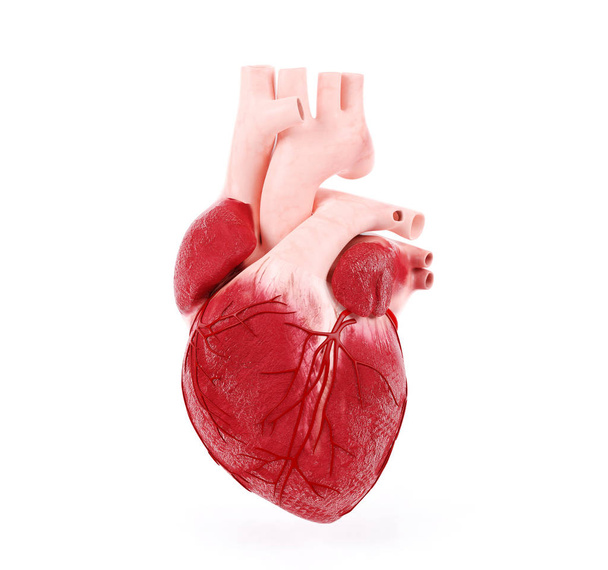 Ιατρική απεικόνιση μιας ανθρώπινης καρδιάς, 3d rendering - Φωτογραφία, εικόνα