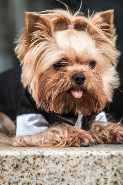 衣装を着た犬、散歩用の犬、スタイリッシュな犬、紳士犬, - 写真・画像