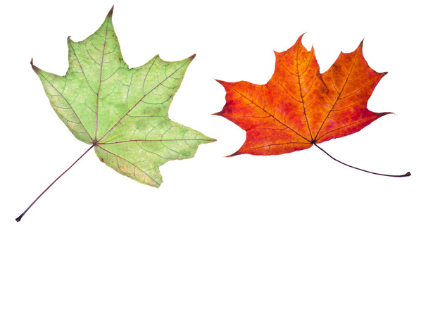 Дві осінні зелені та червоні кленові листки
 - Фото, зображення