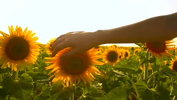 girls hand touches the petals of a sunflower, family vacation on the nature - Footage, Video