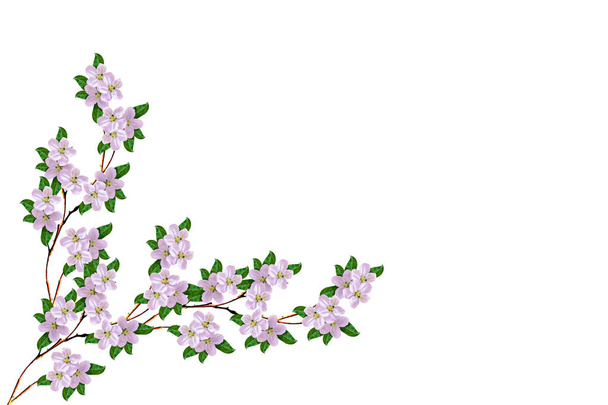 アップルは、白い背景で隔離の開花枝。春 - 写真・画像