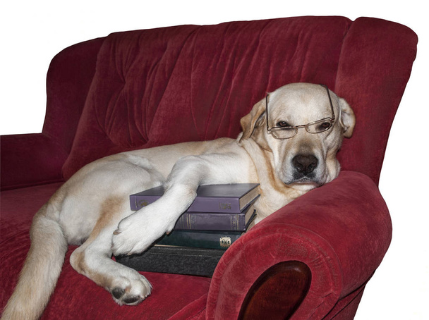 grande cão deitado em um sofá
 - Foto, Imagem