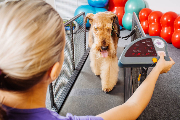 Dog training in the fitness club - 写真・画像