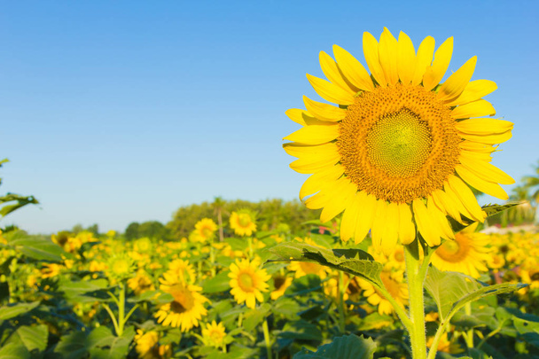 Beautiful sunflower field over blue sky - Photo, Image