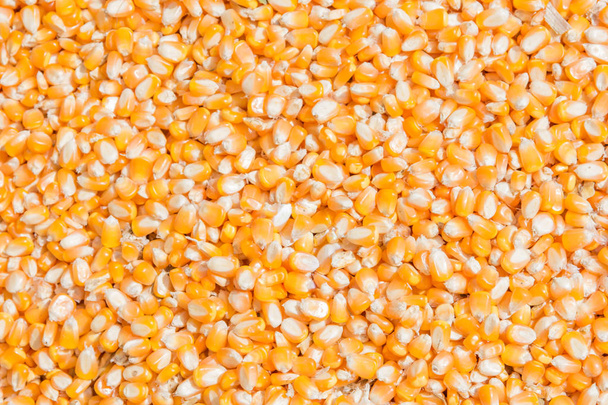 насіння кукурудзи для фону
 - Фото, зображення