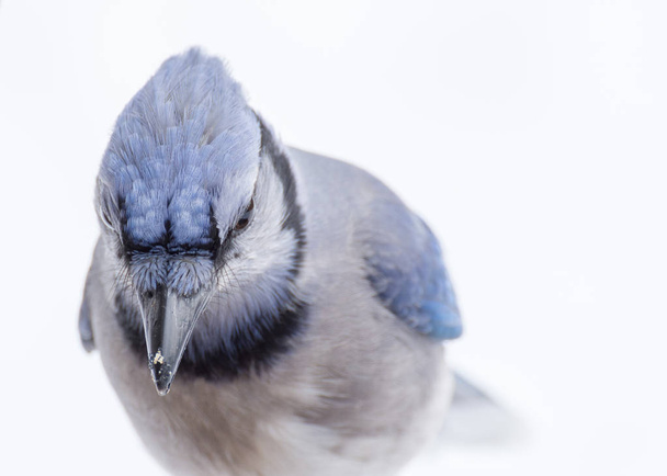 Blue Jay Head Shot - Foto, Imagen