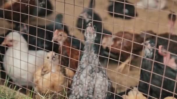 Κοτόπουλο κάθεται σε ένα κλουβί - Πλάνα, βίντεο