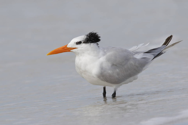 Royal Tern wading in the Gulf of Mexico - Florida - Photo, Image