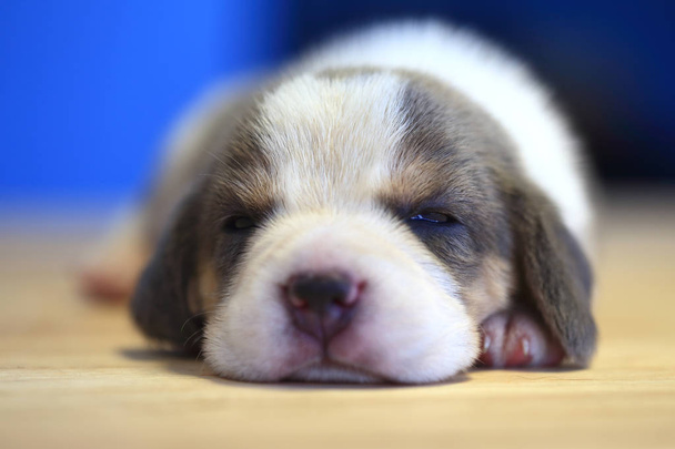 1 mes año viejo beagle cachorro (plata tri color) está durmiendo
 - Foto, imagen