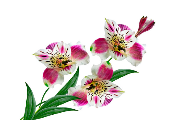 Flores brilhantes coloridas Alstroemeria em um fundo branco
. - Foto, Imagem