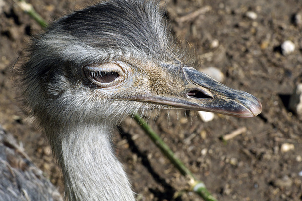 struisvogel hoofd - Foto, afbeelding