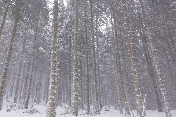 大雪ブリザードと 12 月で、森の古い木製コテージ冬景色 - 写真・画像