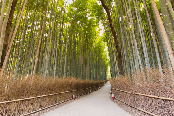 Floresta de bambu em Kyoto, Japão, floresta de bambu
 - Foto, Imagem