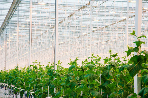 Cucumbers ripening on hanging stalk in greenhouse - 写真・画像