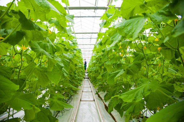 Cucumbers ripening on hanging stalk in greenhouse - Fotoğraf, Görsel
