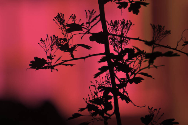 Гілки дерев з листям на тлі темного кольору, або фрагмент дерева вночі з довгим експозицією, квітковим візерунком. Орнамент можна використовувати як шпалери, лісовий банер
 - Фото, зображення