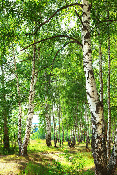 summer in sunny birch forest - Фото, зображення