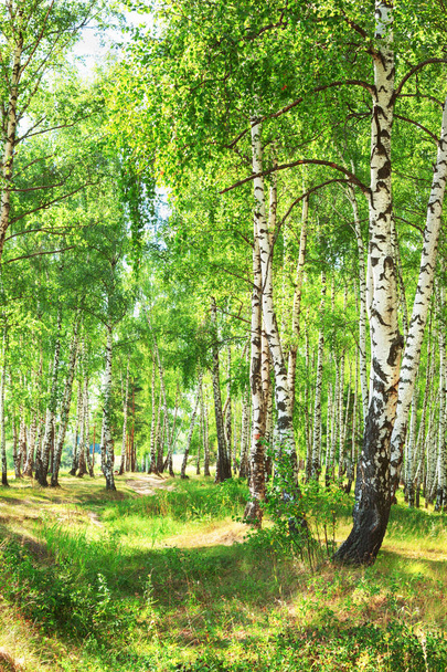 summer in sunny birch forest - Photo, image