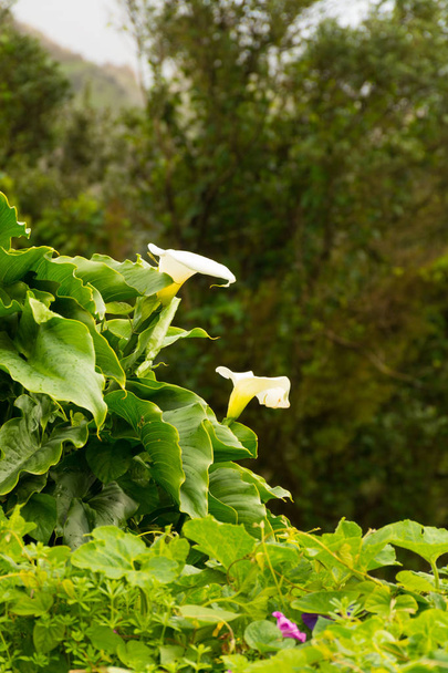 阿那賀農村公園 - テネリフェ島の珍しい常緑古代照葉樹林 - 写真・画像