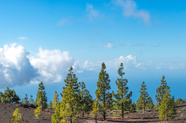 Parque Nacional del Teide, Tenerife - el destino turístico más espectacular
 - Foto, imagen