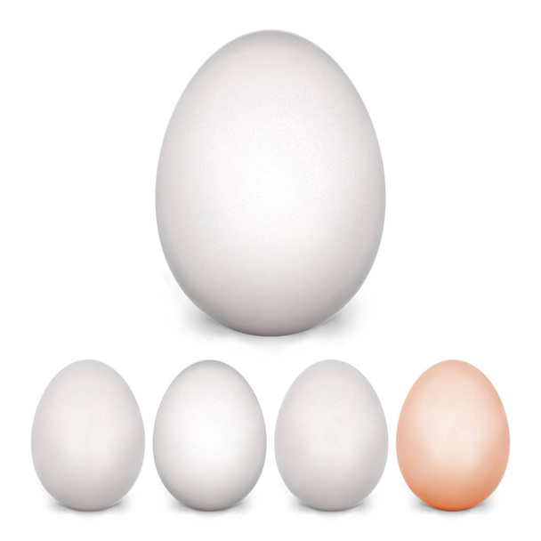 Set di uova di pollo. Isolato su sfondo bianco. Vuoto realistico di prodotto ecologico naturale. Cibo sano. Simbolo pasquale. Foto realistica modello di uovo per il vostro disegno. Illustrazione vettoriale
 - Vettoriali, immagini
