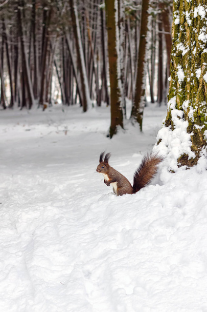 Одна червона білка під деревом, на білому снігу в парку, зимовий сезон
. - Фото, зображення