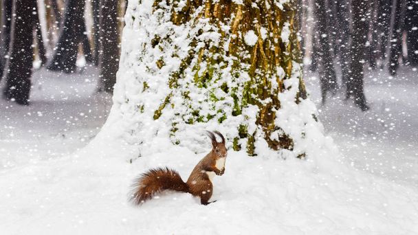 Одна червона білка під деревом, на білому снігу в парку, снігопад, зимовий сезон
. - Фото, зображення