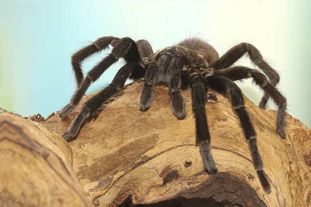Мексиканский красный комок тарантула, брахипельма ваганс
 - Фото, изображение