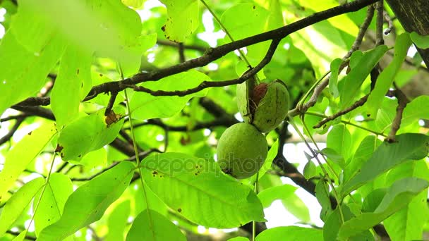 Rijpen walnoten op de vertakking van de beslissingsstructuur. Rijke Walnut vruchten hangen boomtak. - Video