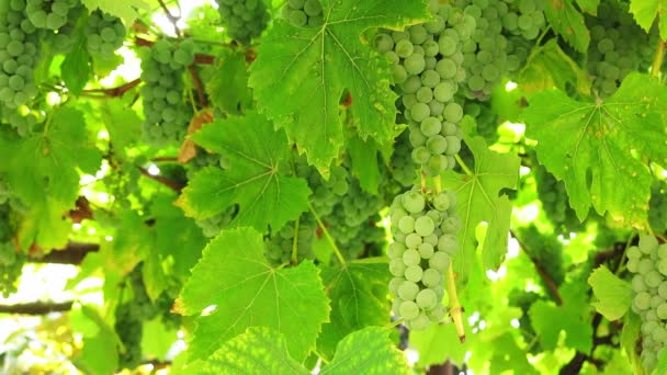 Egy csomó vastagon lóg a szőlő szőlő. A fióktelep a napfényben fehér szőlőfürtök. - Felvétel, videó
