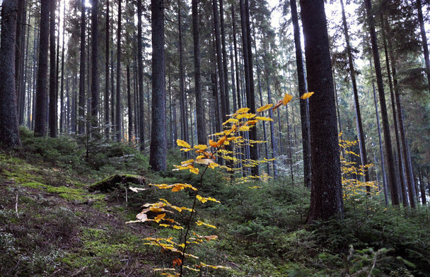 Φθινόπωρο σε δάσος στο βουνό των Καρπαθίων - Φωτογραφία, εικόνα
