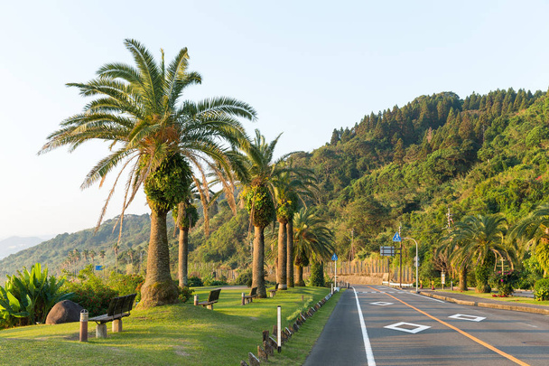Estrada com palmeiras
 - Foto, Imagem