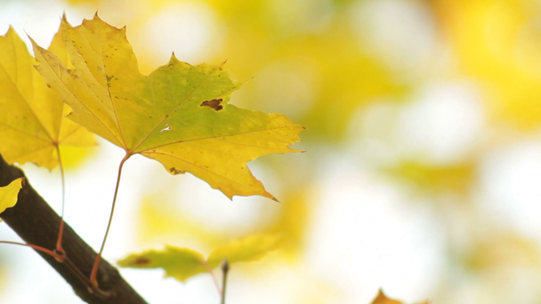 Maple leafs τον Οκτώβριο - Πλάνα, βίντεο