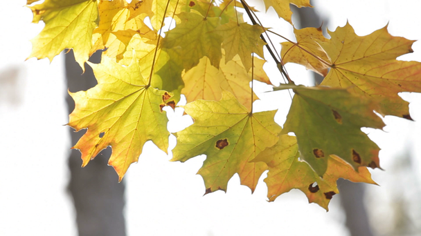 Кленовые листья осенью
 - Кадры, видео