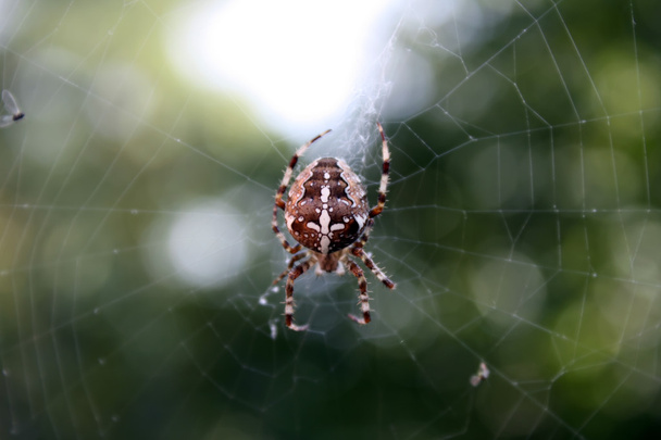 ayrıntı shot doğal ortamda çapraz bir örümcek - Fotoğraf, Görsel