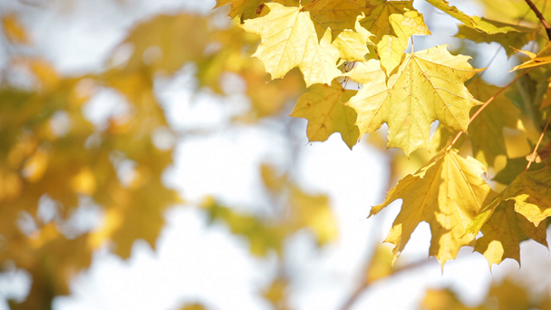 Maples in autumn - Filmmaterial, Video
