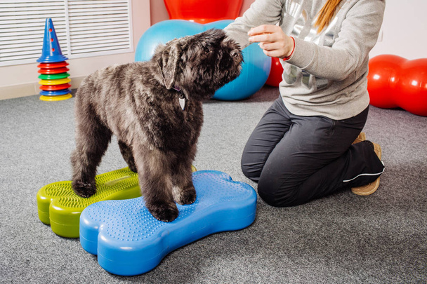 Dog training in the fitness club - Zdjęcie, obraz