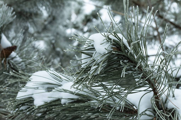 Christmas pine tree branches covered with snow - Foto, afbeelding
