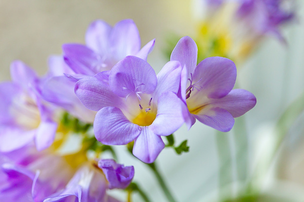 flores freesia
 - Foto, Imagem