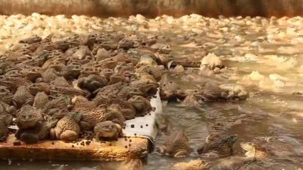 Χαριτωμένος βατράχου αγρόκτημα στη λίμνη - Πλάνα, βίντεο