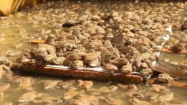 池かわいいカエルのファーム - 映像、動画