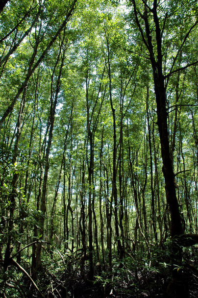 mangrove forest conservation - Zdjęcie, obraz