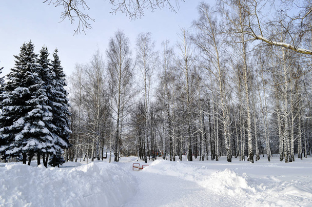 冬の公園。ロシア. - 写真・画像
